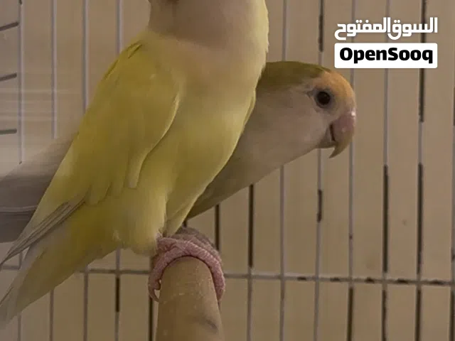 زوج روز جاهز للإنتاج