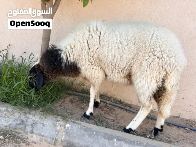 السلام عليكم متوفر فطيمه وزن الله يبارك للبيع المكان طرابلس