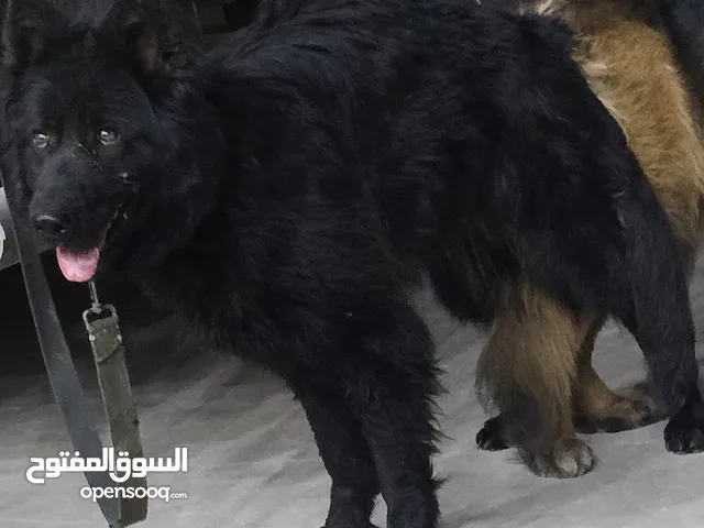 جيرمن رويل بلاك