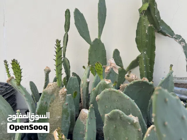 للبيع شتلات ولنكن كالشجرة أولها بذرة ثم الثمار