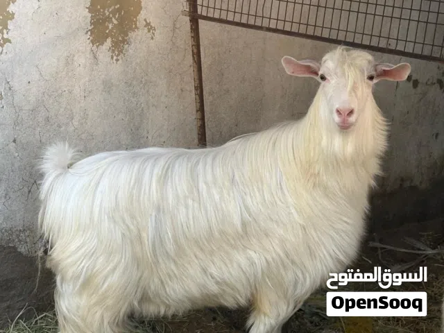 شاه رحبيه للبيع