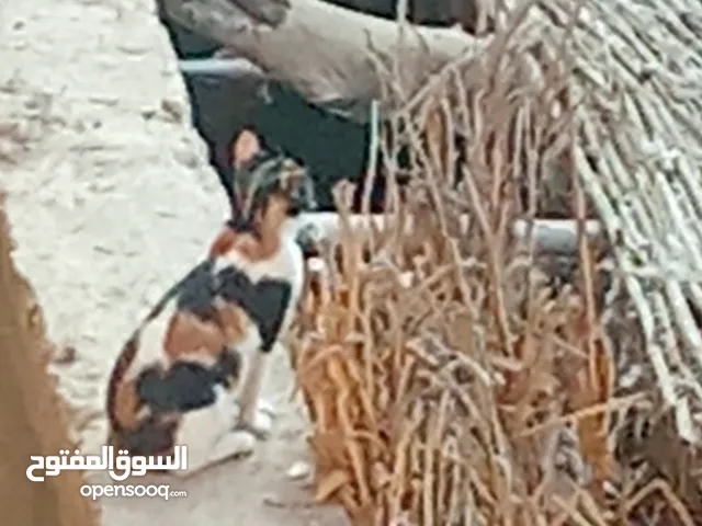 قط متميز من نوعه