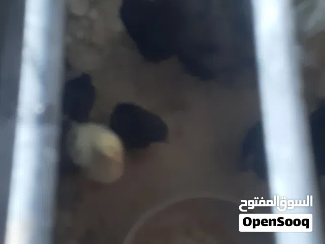 صيصان للبيع