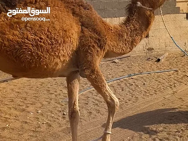 بكرة محلية لجية ( التواصل وتسأب فقط )