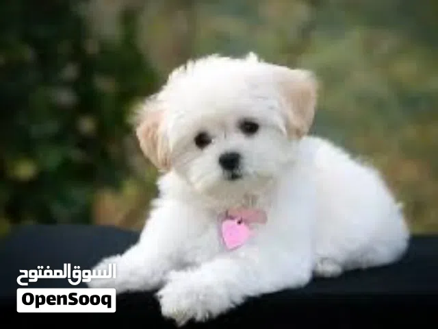 مطلوب كلاب للتبني لعوبه