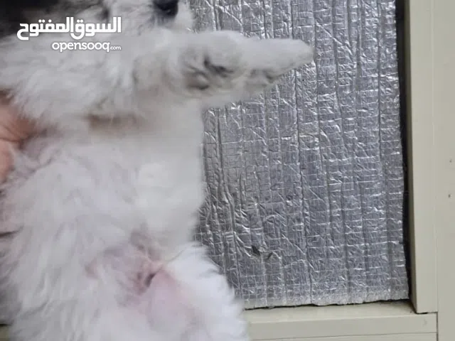 جراوي شيتزو