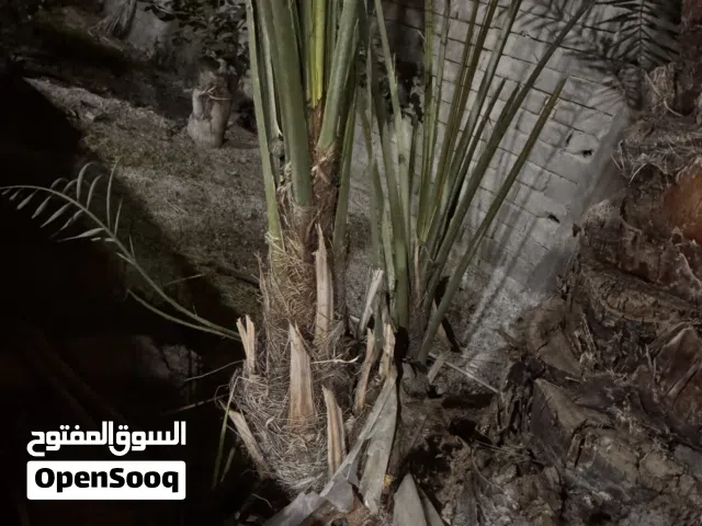 نخل برحي درجه اولى اصل فاو