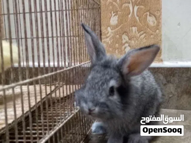 ارنب لطيف ويحب لعب