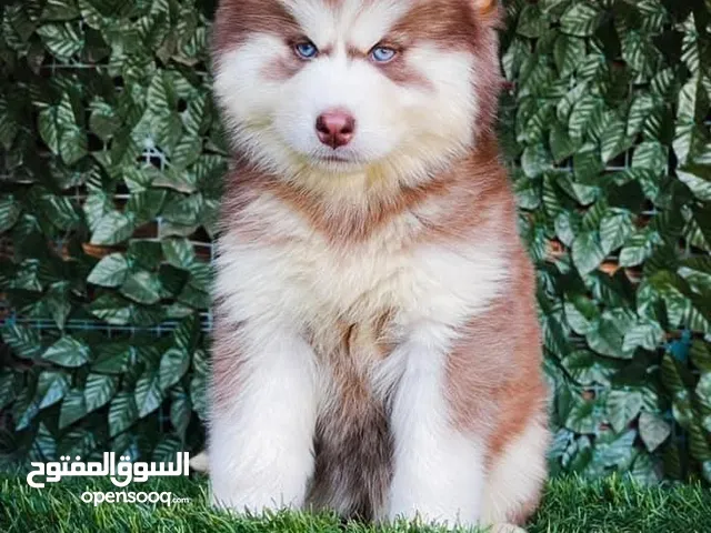 كلاب حوامل للإنتاج مباشرةً للمنتجين وأصحاب المزارع