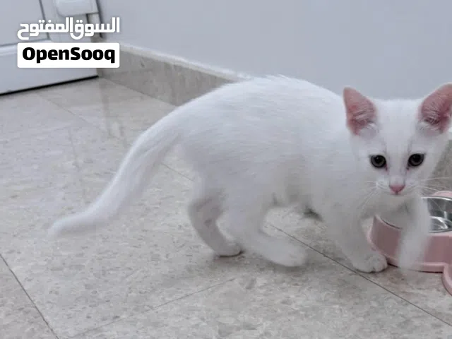 قط تركش 3 شهور للتبني