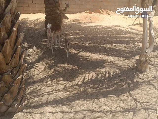 متوفر انثي غزال