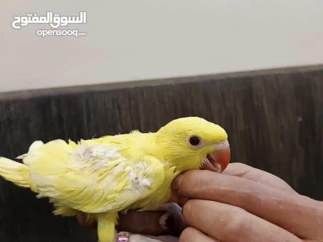 فراخ درة للبيع