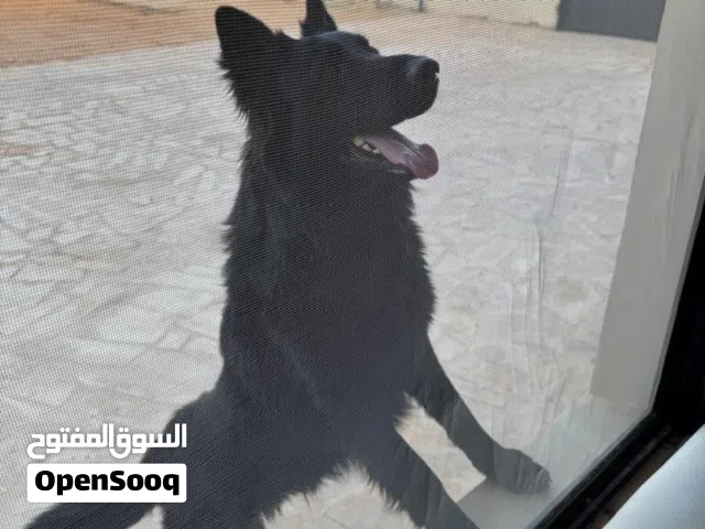 جيرمن شيبرد وورك لاين