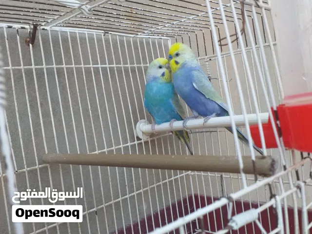 كوبية رينبو بصحة بسم الله ماشاء الله للبيع بلقفص