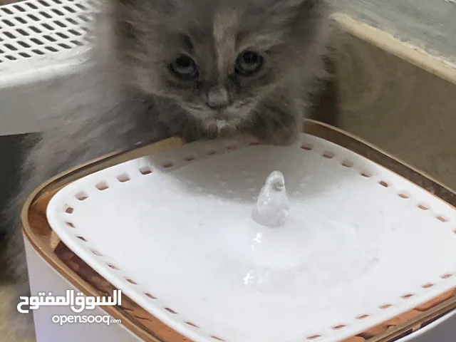 قطوة حلوة وهادية