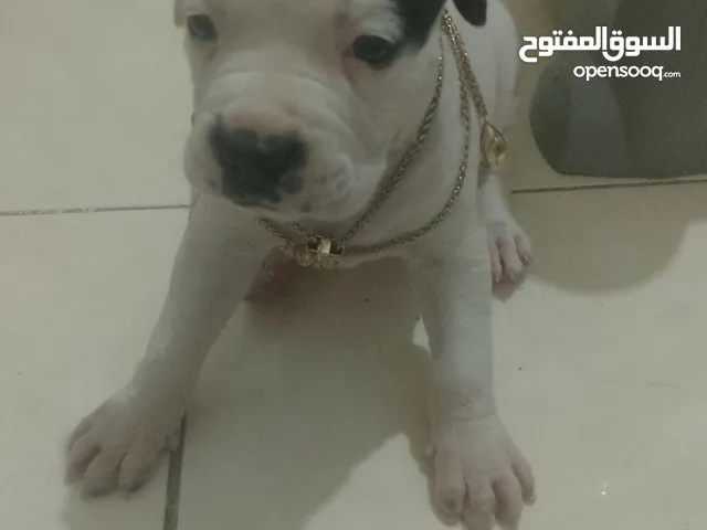 حيوانات اليفة