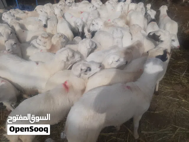 بيع وشراالاغنام