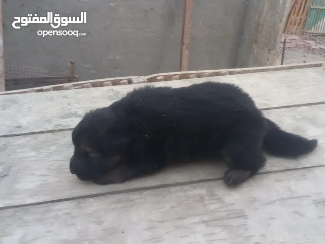 جروين جرمان