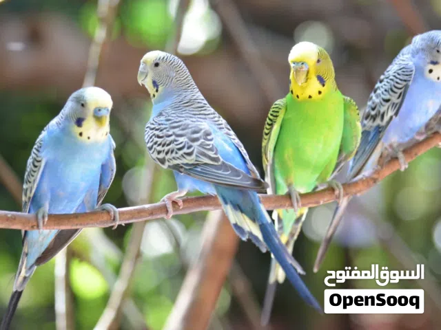 3 جواز طيور حب و3 قفاص اقرا الوصف