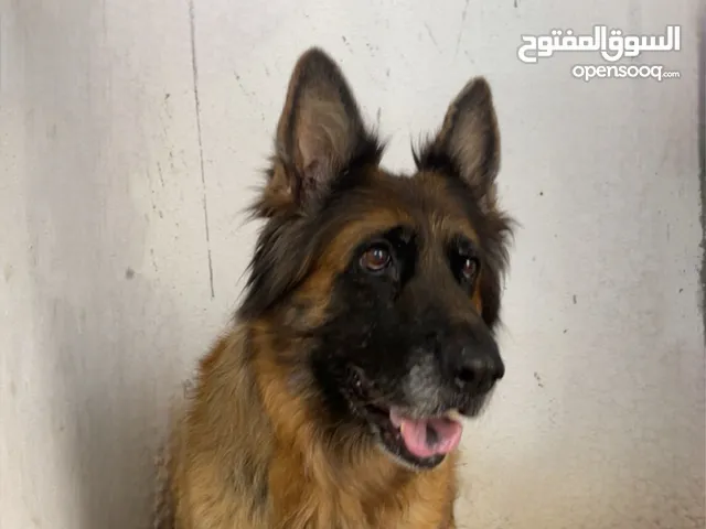 جيرمن شو لاين