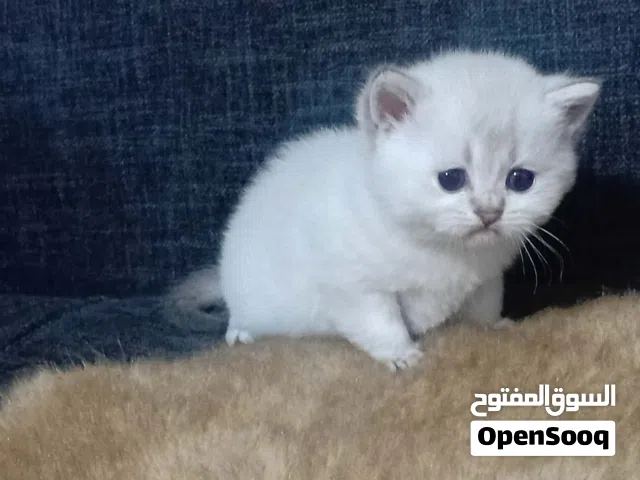 قطط انثى وذكر جولد ستريت للبيع