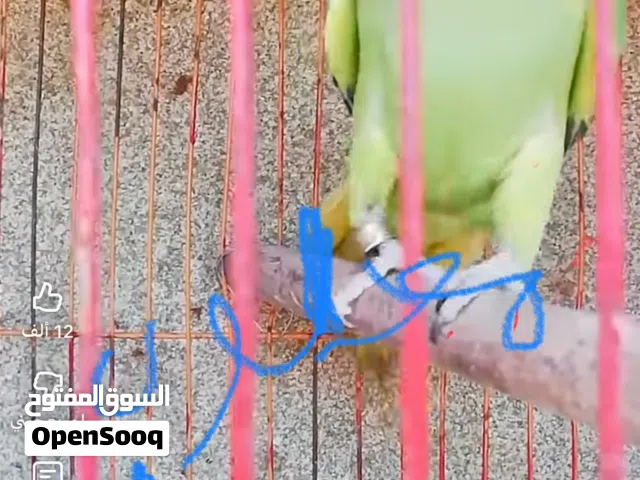 أريد لحصول عله هاذ لحيوان