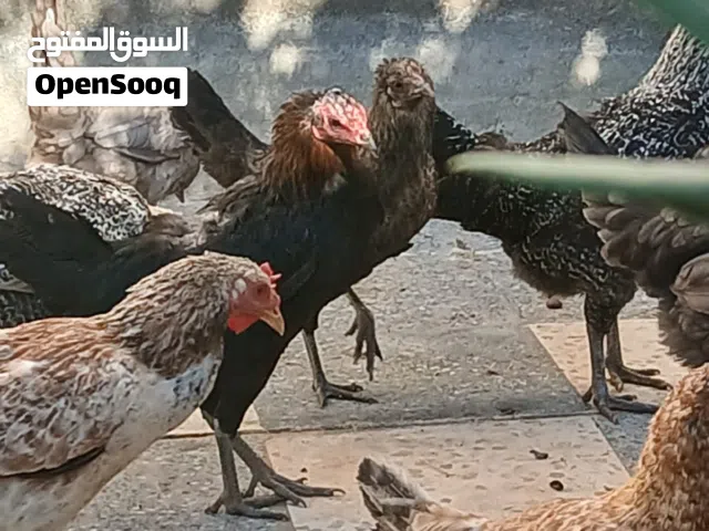 دجاج بلدي بياض للبيع