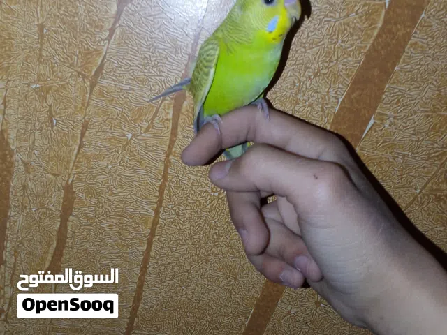 سلام عليكم متوفر زوز ادكوره بقلينو امروض داخلي مكان مصراته للبيع سعر 80 دينار