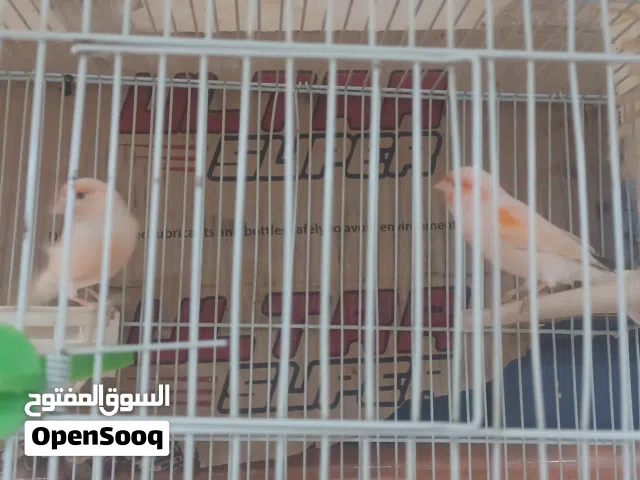 جوز كناري جاهزات للانتاج