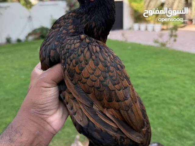 دجاجه ميوالية بيور