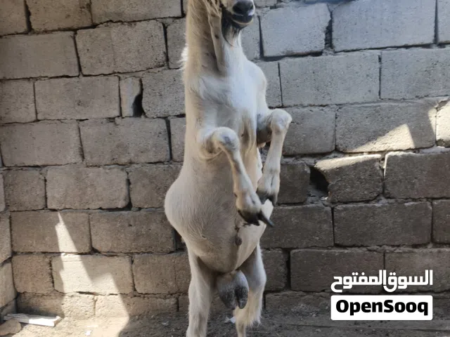 سلام عليكم صخل قطري خط اول