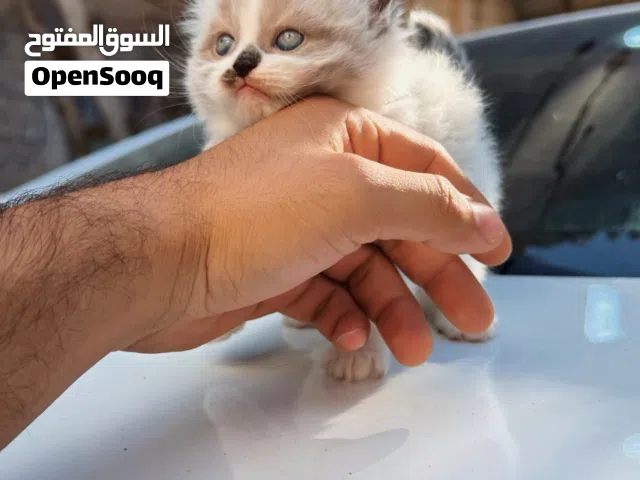قطط  لونا، مايلو، وبيلا يبحثون عن بيت يحبهم