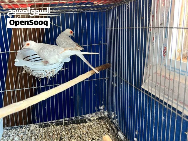 يمام ماسي.