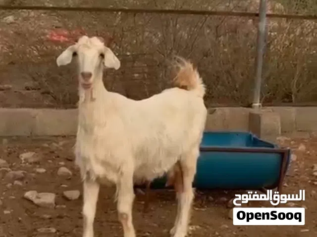 للبيع صخله يتوفر خدمة ذبح
