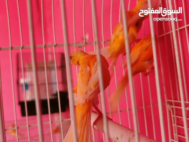 طواير بنديق