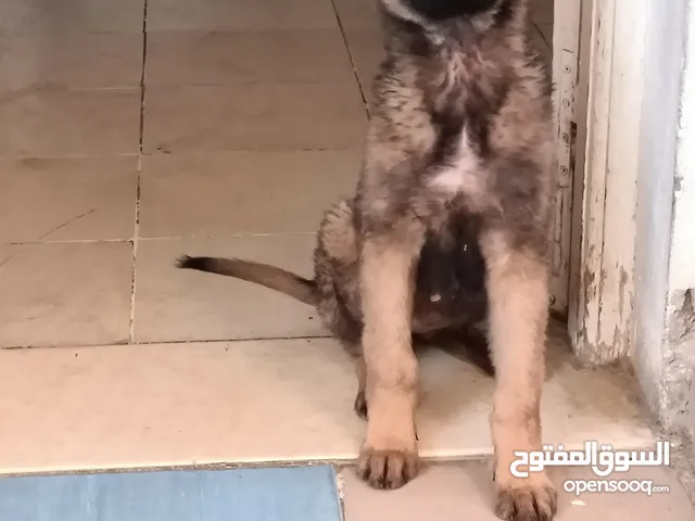 malinois gris charbonnier