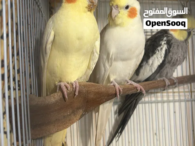 Beautiful Cockatiels bird