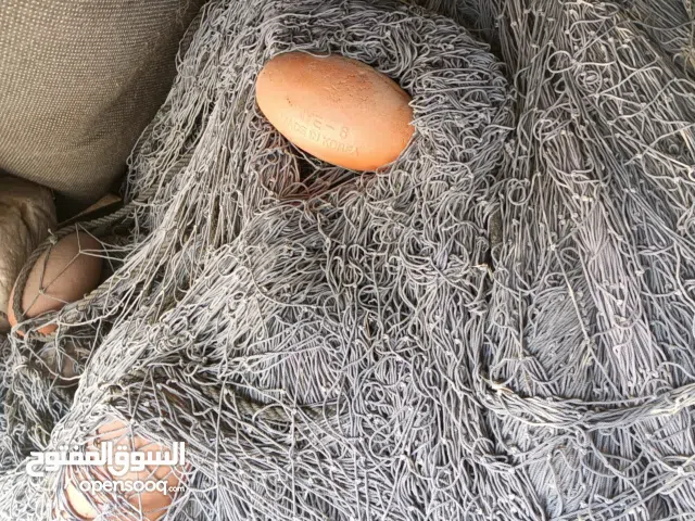 لياخ9قطع هدب 36 رغب 12