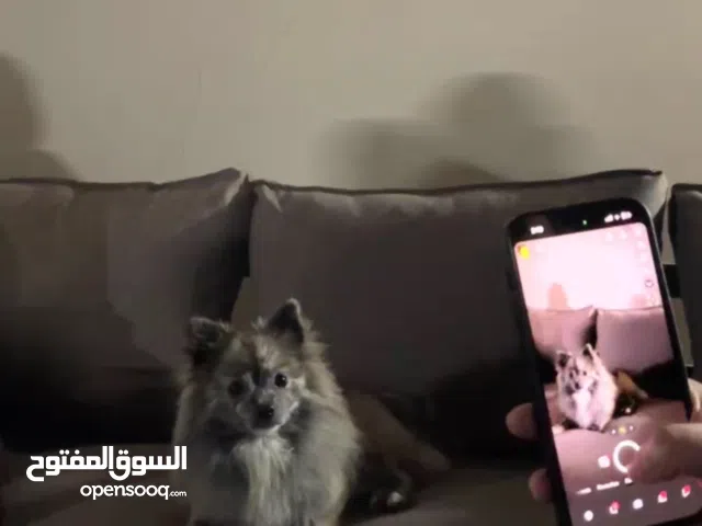 بومارينيان للبيعع