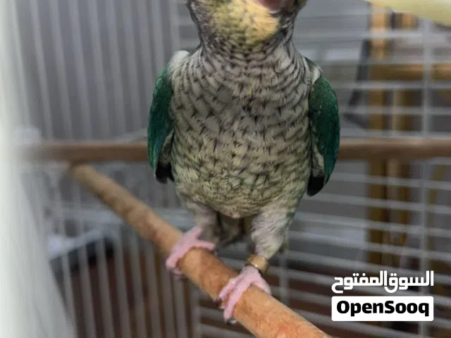 طير كنيور بلو نهايت الغر أليف طير بس فتره ماطلعته فيه خوف بسيط بس اي على أيدك وموره طيبه