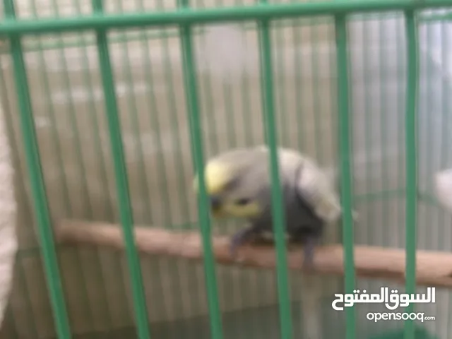 طيور بادجي