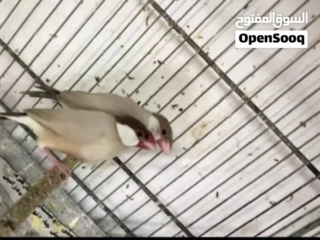 آل سلام عليكم ورحمه متاح زوجين جاوه ز وج عسلي وزوج بليلي  وزوج فناجر الون احمر