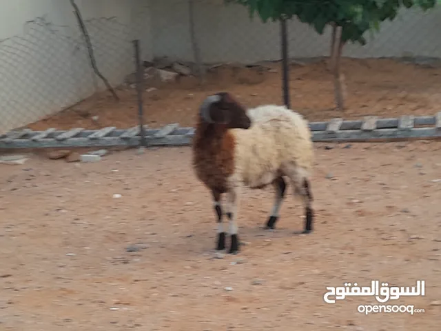 خروف وطني ربي يبارك عمره فوق 6شهور يضحي بادن الله سليم من العيوب والامراض