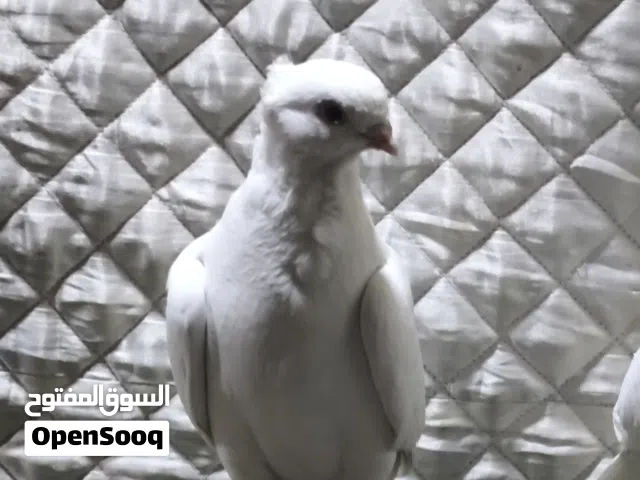 6 طيور ينباعن شلع تك