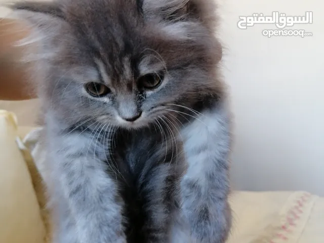Sherazi cat female for sel