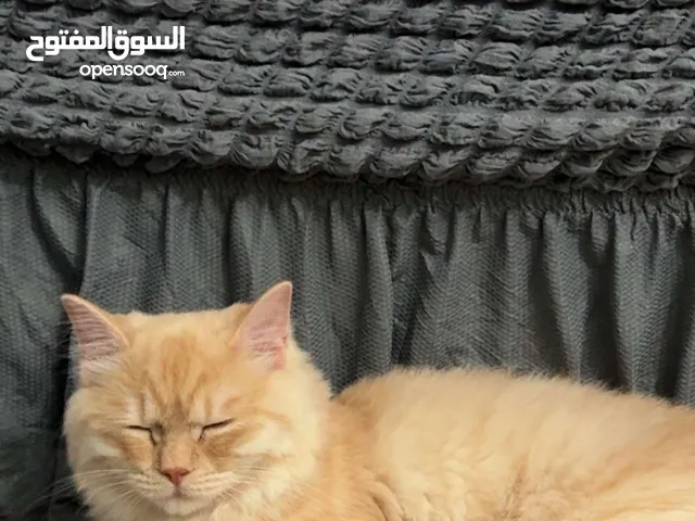 قط شيرازي ذكر للتبني