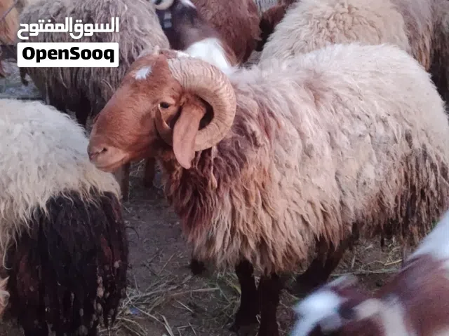 خرفان 2 للبيع بسعر مغري