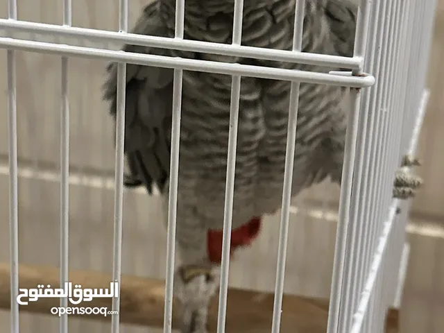 كاسكو للبيع شرط يتكلم وذكي عمره سنه و3 اشهر