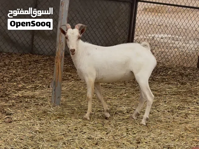 مشروع فحل صلالي