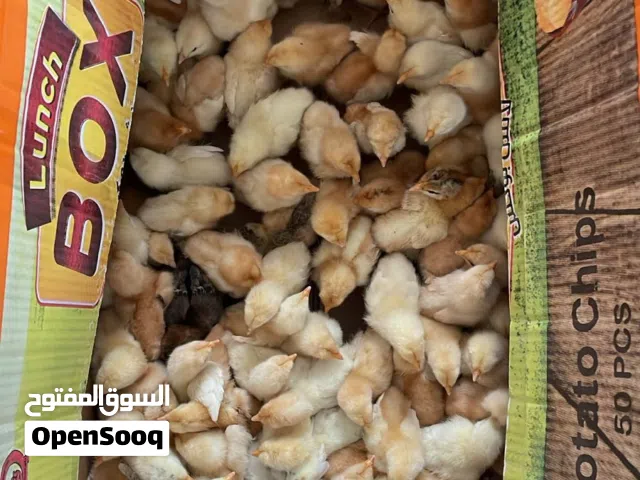 صوص لوهمان البزرة الأصلية عمر 15 يوم  للبيع